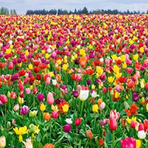 100 All in One Mixture - 50 Tulips Bulbs and 50 Daffodil Bulbs a Colorful Mix of Tulips and Popular Dutch Master Daffodils!