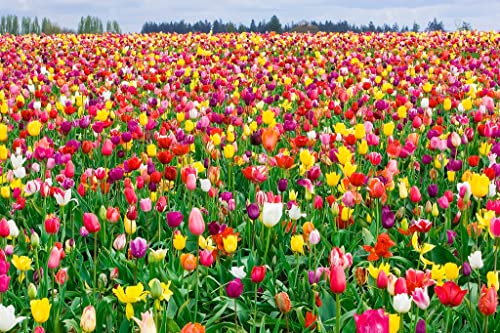 100 All in One Mixture - 50 Tulips Bulbs and 50 Daffodil Bulbs a Colorful Mix of Tulips and Popular Dutch Master Daffodils!