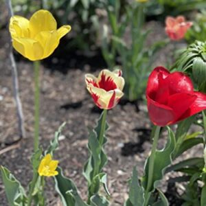 100 All in One Mixture - 50 Tulips Bulbs and 50 Daffodil Bulbs a Colorful Mix of Tulips and Popular Dutch Master Daffodils!