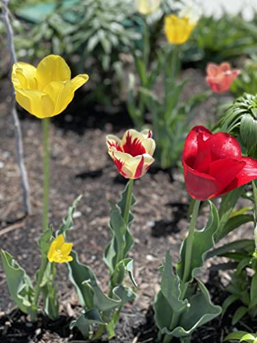 100 All in One Mixture - 50 Tulips Bulbs and 50 Daffodil Bulbs a Colorful Mix of Tulips and Popular Dutch Master Daffodils!