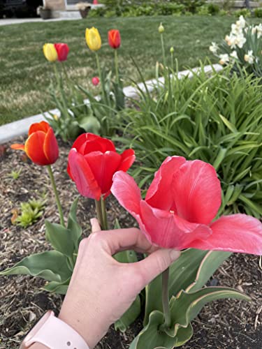 100 All in One Mixture - 50 Tulips Bulbs and 50 Daffodil Bulbs a Colorful Mix of Tulips and Popular Dutch Master Daffodils!