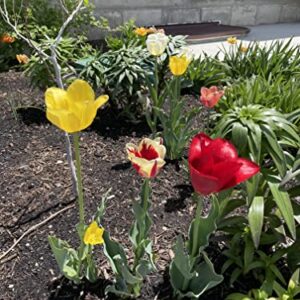 100 All in One Mixture - 50 Tulips Bulbs and 50 Daffodil Bulbs a Colorful Mix of Tulips and Popular Dutch Master Daffodils!