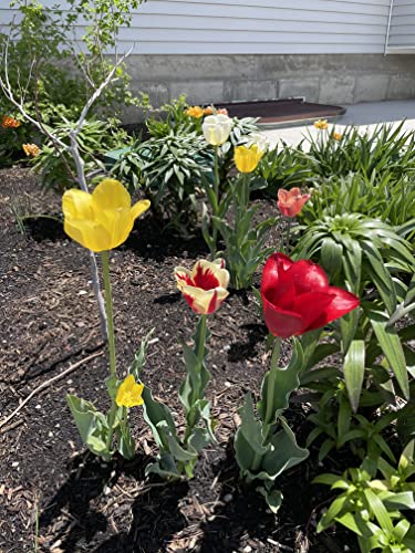 100 All in One Mixture - 50 Tulips Bulbs and 50 Daffodil Bulbs a Colorful Mix of Tulips and Popular Dutch Master Daffodils!