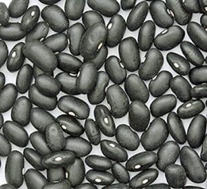 bean seed, black turtle bush bean, heirloom, non gmo, 100 seeds, terrific black beans