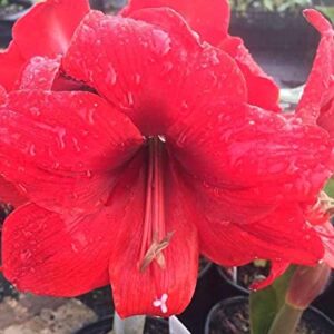 Red Lion Amaryllis Kit - Great Gift - Large Bulb, Pot and Potting Medium