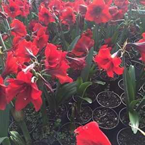 Red Lion Amaryllis Kit - Great Gift - Large Bulb, Pot and Potting Medium