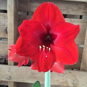 Red Lion Amaryllis Kit - Great Gift - Large Bulb, Pot and Potting Medium