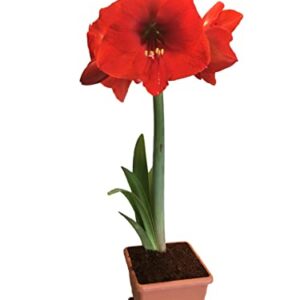 Red Lion Amaryllis Kit - Great Gift - Large Bulb, Pot and Potting Medium