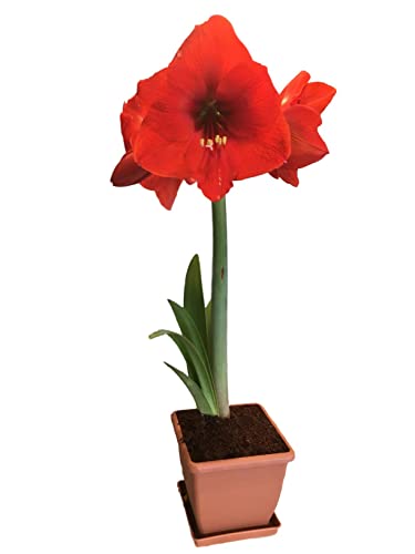 Red Lion Amaryllis Kit - Great Gift - Large Bulb, Pot and Potting Medium