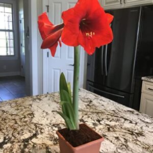 Red Lion Amaryllis Kit - Great Gift - Large Bulb, Pot and Potting Medium