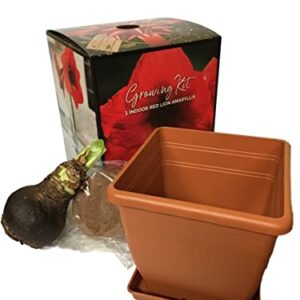 Red Lion Amaryllis Kit - Great Gift - Large Bulb, Pot and Potting Medium