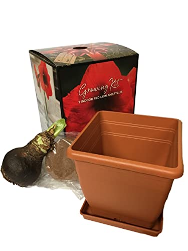 Red Lion Amaryllis Kit - Great Gift - Large Bulb, Pot and Potting Medium