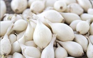 white onion sets, 60-80 bulbs