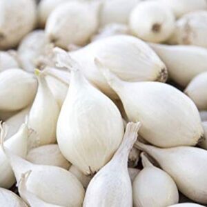 White Onion Sets, 60-80 Bulbs