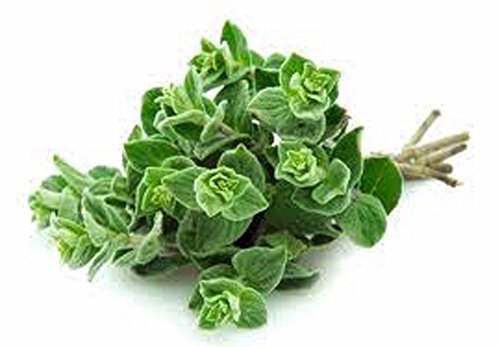 Marjoram Sweet, Heirloom, Non GOM, (25+) Herb, Majoram Sweet Seeds