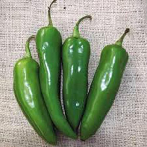 Pepper, Anaheim, Heirloom, 100 Seeds, Mildly Spicy Great Fresh OR Dried