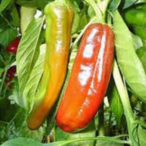 Pepper, Anaheim, Heirloom, 100 Seeds, Mildly Spicy Great Fresh OR Dried