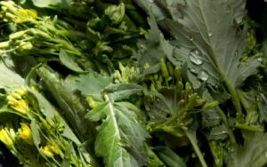500+ broccoli raab (rabe, rapini) seeds-"del trasimeno"