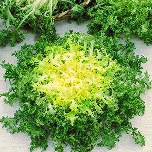 500 Seeds, Endive"Green Ruffec" Frisee Heirloom Seeds