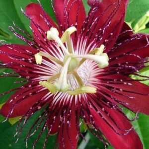 9GreenBox - Lady Margaret Passion Flower - 4" Pot Live Plant Ornament Decor for Home, Kitchen, Office, Table, Desk - Attracts Zen, Luck, Good Fortune - Non-GMO, Grown in The USA