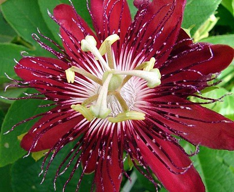 9GreenBox - Lady Margaret Passion Flower - 4" Pot Live Plant Ornament Decor for Home, Kitchen, Office, Table, Desk - Attracts Zen, Luck, Good Fortune - Non-GMO, Grown in The USA