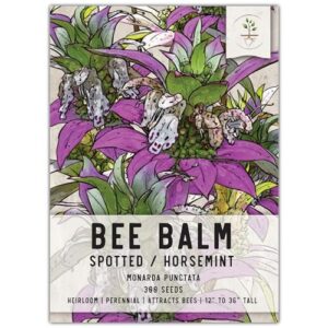 seed needs, spotted bee balm seeds - 300 heirloom seeds for planting monarda punctata - horsemint herb, open pollinated, attracts pollinators (1 pack)