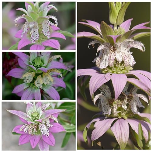 Seed Needs, Spotted Bee Balm Seeds - 300 Heirloom Seeds for Planting Monarda punctata - Horsemint Herb, Open Pollinated, Attracts Pollinators (1 Pack)