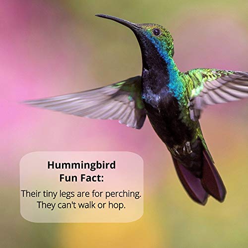 Sapphire Labs Naturally Fresh Hummingbird Nectar with Nectar Defender Lasts Longer in Hummingbird Feeders | Makes 96 oz of Clear Hummingbird Nectar | an Easy Mix Hummingbird Nectar Powder