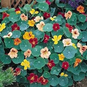 Nasturtium, Whirly Bird Mix Seeds, 25+ Seeds, Newly Harvested-Beautiful Flower