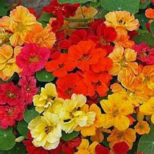 Nasturtium, Whirly Bird Mix Seeds, 25+ Seeds, Newly Harvested-Beautiful Flower