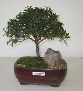 [bonsai gardens] highest quality, medium dwarf australian brush cherry bonsai tree