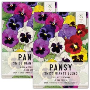 seed needs, swiss giants pansy seeds - 600 heirloom seeds for planting viola wittrockiana - annual, edible flowers, attracts butterflies (2 packs)