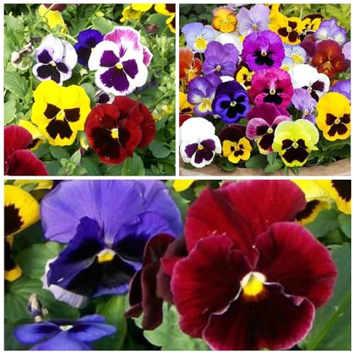 Seed Needs, Swiss Giants Pansy Seeds - 600 Heirloom Seeds for Planting Viola wittrockiana - Annual, Edible Flowers, Attracts Butterflies (2 Packs)