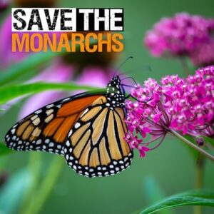 Seed Needs, Pink Swamp Milkweed Seeds for Planting (Asclepias incarnata) Heirloom, Open Pollinated & Untreated, Attracts Monarch Butterflies (2 Packs)