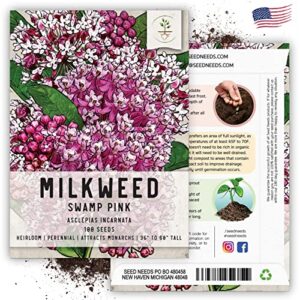 Seed Needs, Pink Swamp Milkweed Seeds for Planting (Asclepias incarnata) Heirloom, Open Pollinated & Untreated, Attracts Monarch Butterflies (2 Packs)