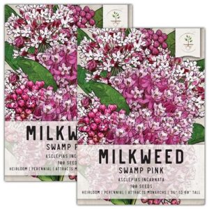 seed needs, pink swamp milkweed seeds for planting (asclepias incarnata) heirloom, open pollinated & untreated, attracts monarch butterflies (2 packs)