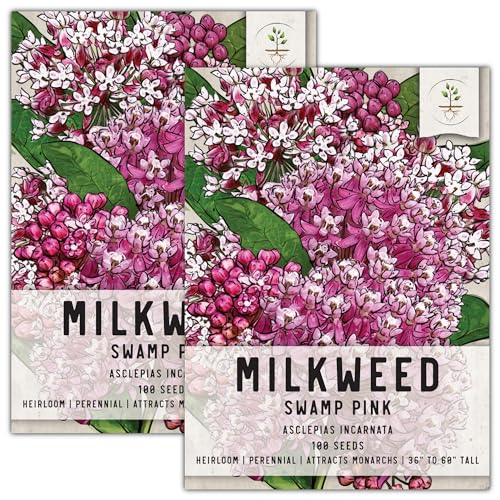 Seed Needs, Pink Swamp Milkweed Seeds for Planting (Asclepias incarnata) Heirloom, Open Pollinated & Untreated, Attracts Monarch Butterflies (2 Packs)