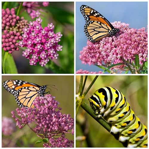 Seed Needs, Pink Swamp Milkweed Seeds for Planting (Asclepias incarnata) Heirloom, Open Pollinated & Untreated, Attracts Monarch Butterflies (2 Packs)