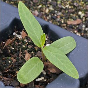 Seed Needs, Pink Swamp Milkweed Seeds for Planting (Asclepias incarnata) Heirloom, Open Pollinated & Untreated, Attracts Monarch Butterflies (2 Packs)