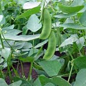 Lima Bean, Henderson Bush, Non GMO, 21+ Seeds, Great Tasting and Healthy