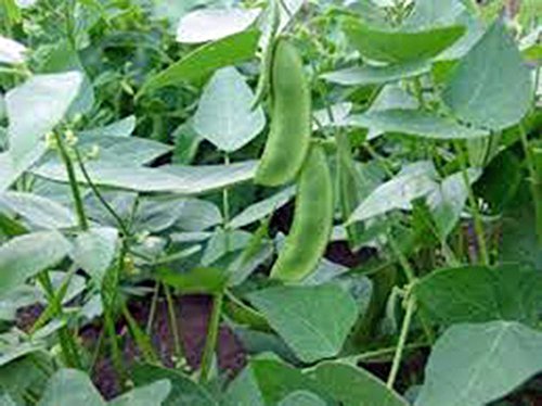 Lima Bean, Henderson Bush, Non GMO, 21+ Seeds, Great Tasting and Healthy