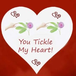 TickleMe Plant Grow Kit - You Tickle My Heart - Share Growing The Only Plant That Closes Its Leaves When Tickled or When Blown a KISS! Includes Soil Disk, Seeds, 4 inch Flower Pot. Easy to Grow.