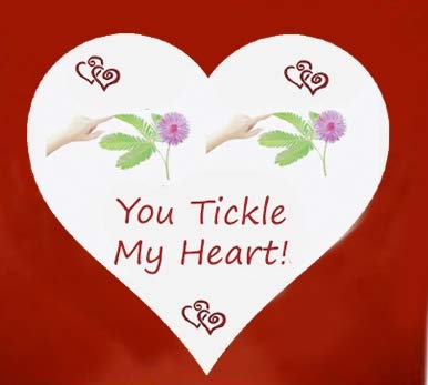 TickleMe Plant Grow Kit - You Tickle My Heart - Share Growing The Only Plant That Closes Its Leaves When Tickled or When Blown a KISS! Includes Soil Disk, Seeds, 4 inch Flower Pot. Easy to Grow.