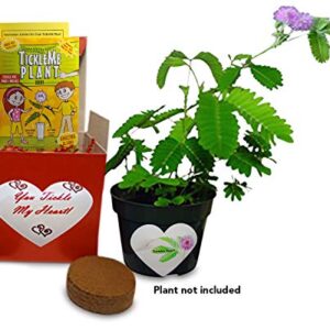 TickleMe Plant Grow Kit - You Tickle My Heart - Share Growing The Only Plant That Closes Its Leaves When Tickled or When Blown a KISS! Includes Soil Disk, Seeds, 4 inch Flower Pot. Easy to Grow.