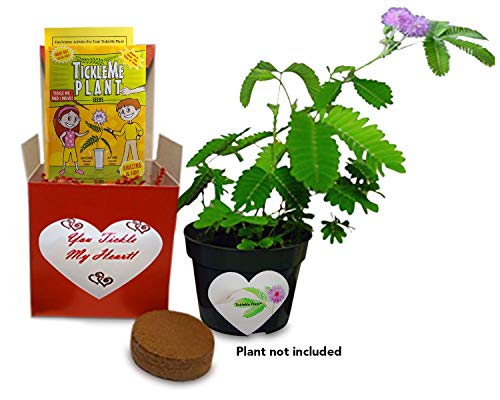 TickleMe Plant Grow Kit - You Tickle My Heart - Share Growing The Only Plant That Closes Its Leaves When Tickled or When Blown a KISS! Includes Soil Disk, Seeds, 4 inch Flower Pot. Easy to Grow.