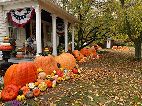 Ron Wallace's Whoppers Giant Pumpkin Seeds (5 Seeds per Package)