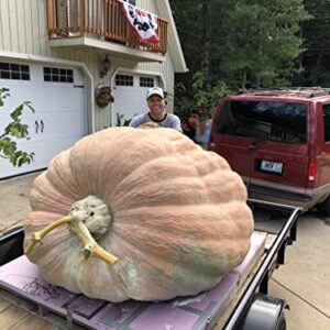Ron Wallace's Whoppers Giant Pumpkin Seeds (5 Seeds per Package)