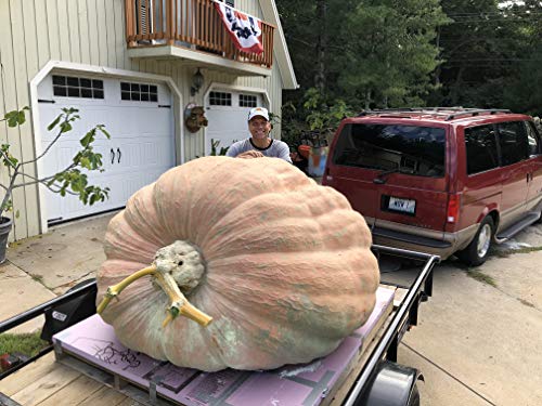 Ron Wallace's Whoppers Giant Pumpkin Seeds (5 Seeds per Package)