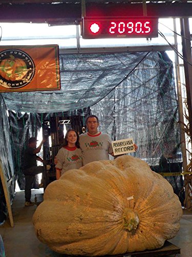 Ron Wallace's Whoppers Giant Pumpkin Seeds (5 Seeds per Package)
