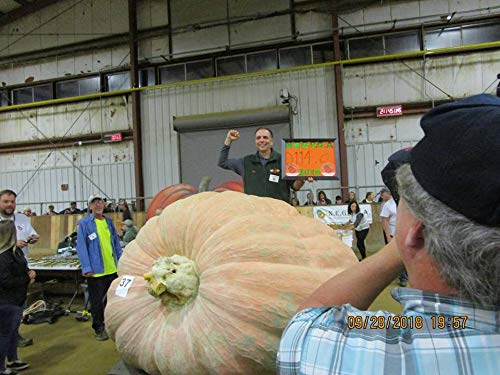 Ron Wallace's Whoppers Giant Pumpkin Seeds (5 Seeds per Package)